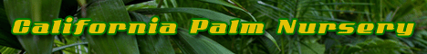 California Palm Nursery - Palm Trees Santa Ana - Palm Trees Orange County - Palm Trees Orange County
